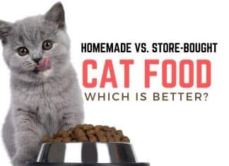 Homemade vs. Store-Bought Cat Food: Which Is Better? Homemade vs. Store-Bought Cat Food Which Is Better